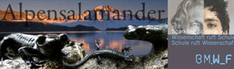 alpensalamander